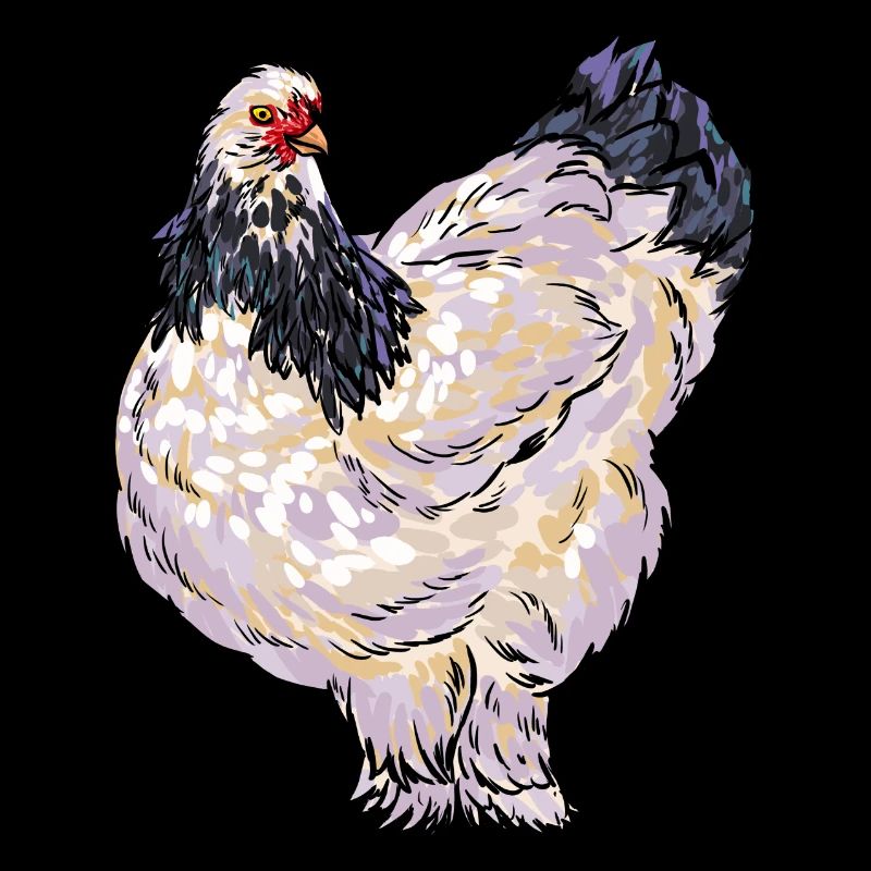 Brahma Chicken Type Farmer Farmer Chicken Rooster