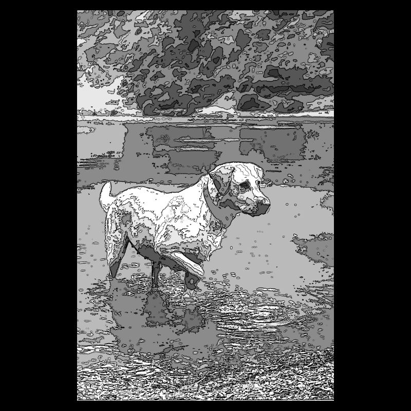 le labrador dans l'eau
