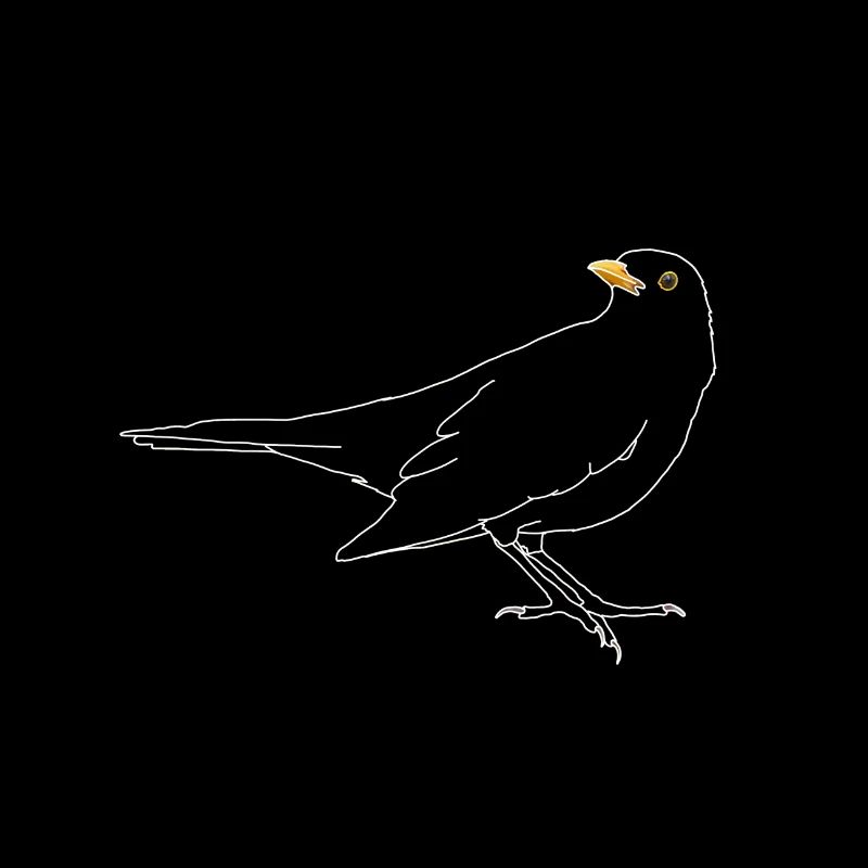 Amsel auf Dach
