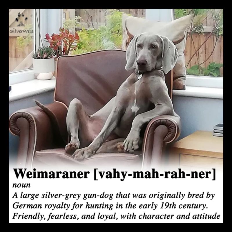 Weimaraner with Attitude