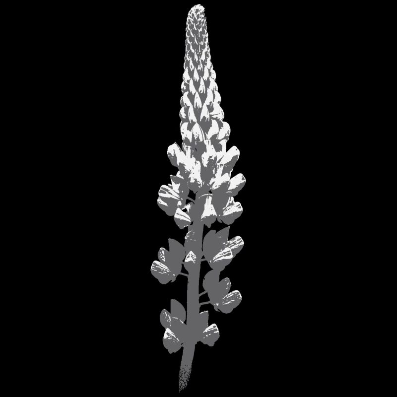 Fleur de lupin