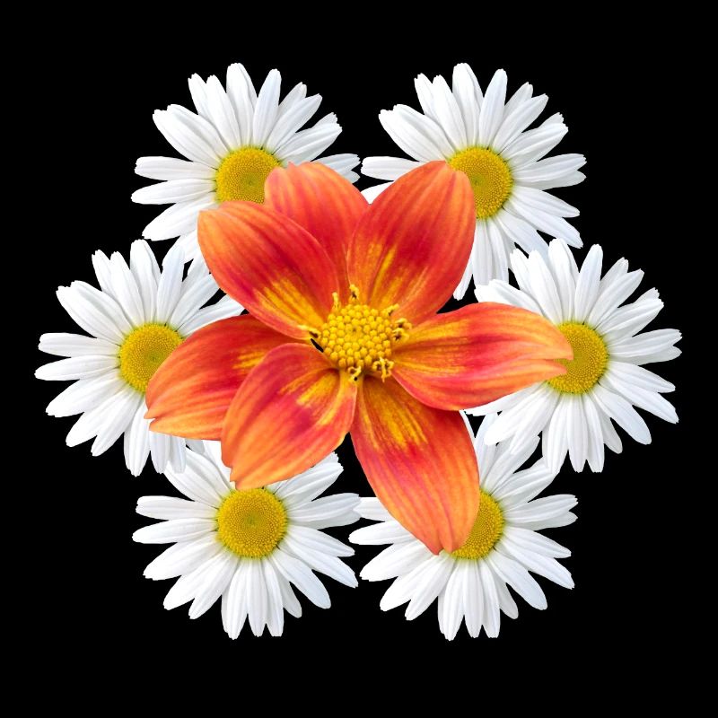 Margeriten mit oranger Blüte Gänseblümchen Blume