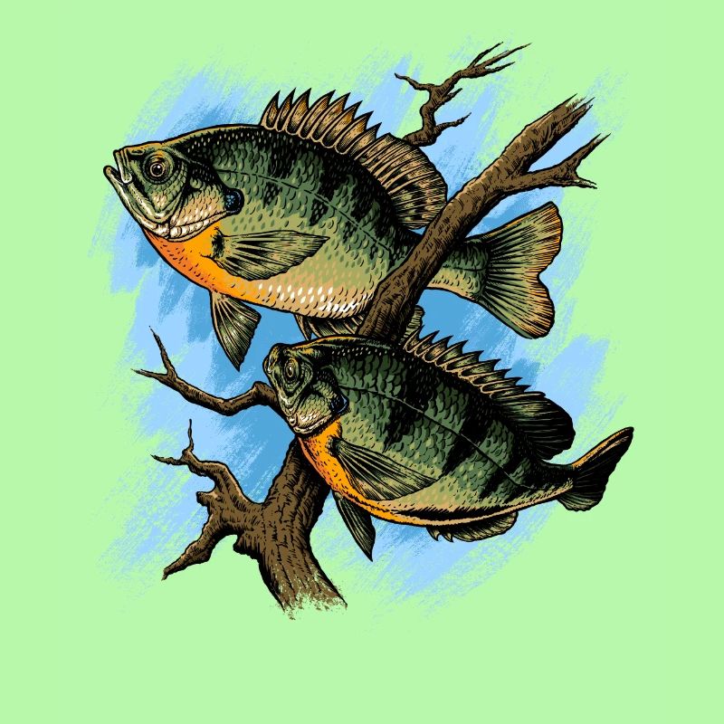 Crapet Arlequin Illustration Pêche Pullover conception