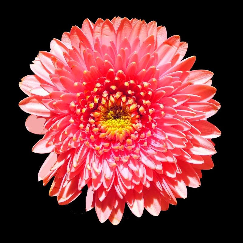 Fleur de gerbera rose