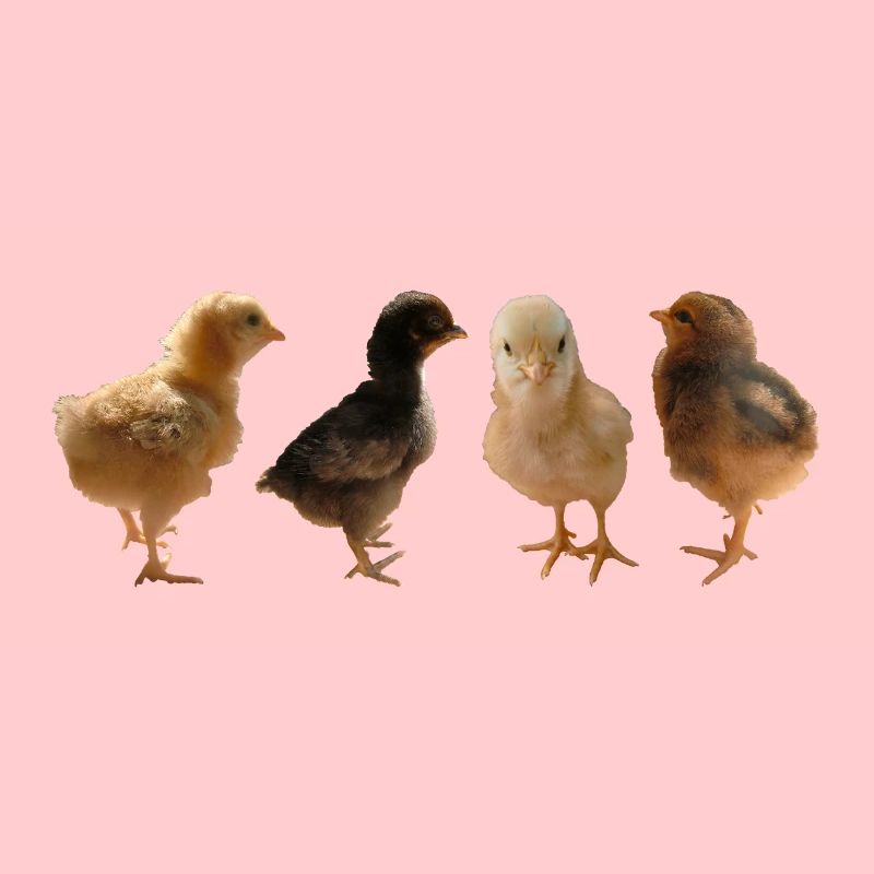 Poussin