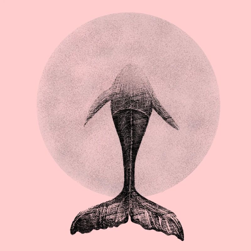 Géant de la plongée : la baleine dans le cercle de l’océan