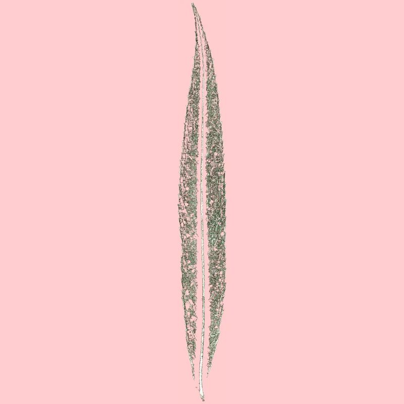 Willow leaf / leaf / nature