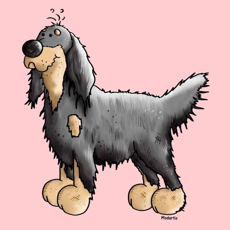 Setter Gordon - Chien - Chiens