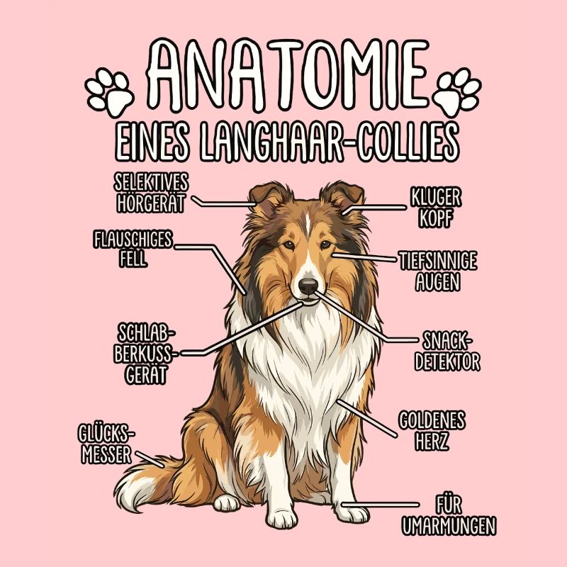 Collie à poils longs : La véritable anatomie