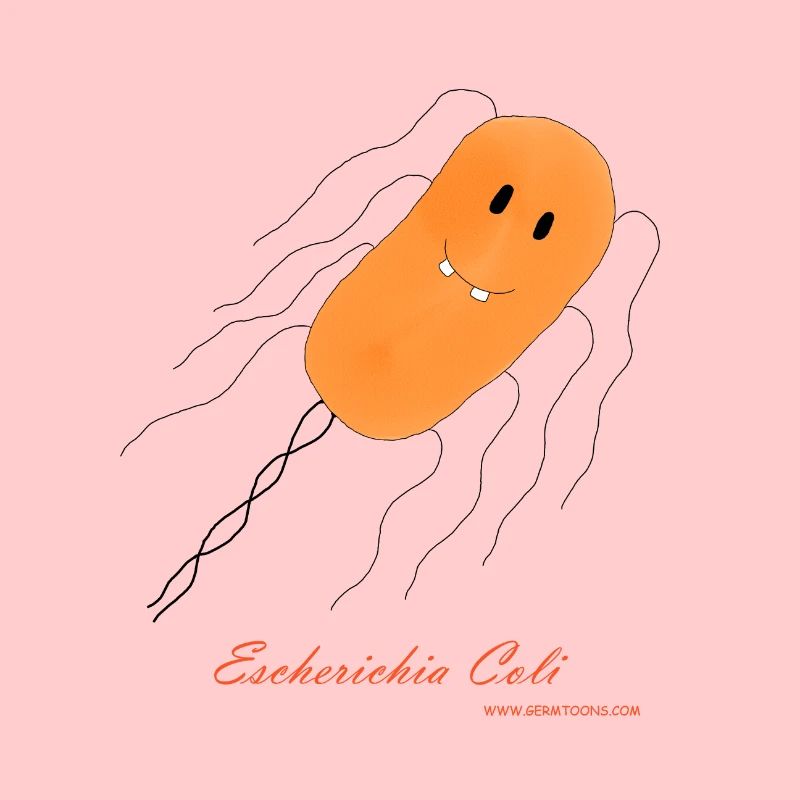 E. coli / Escherichia coli - bactérie