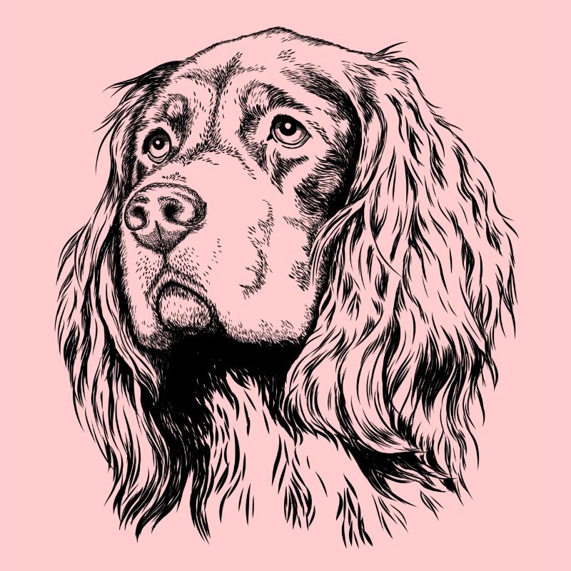 Gordon Setter Portrait