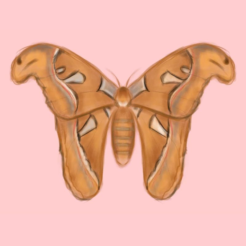 Mite