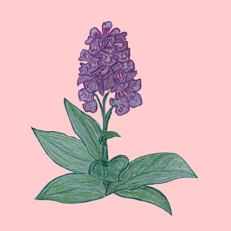 dänische Orchidee