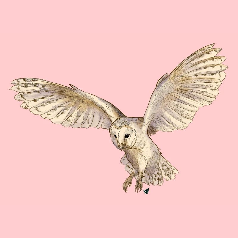 Wunderschöne Schleiereule im Flug