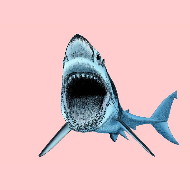 Requin