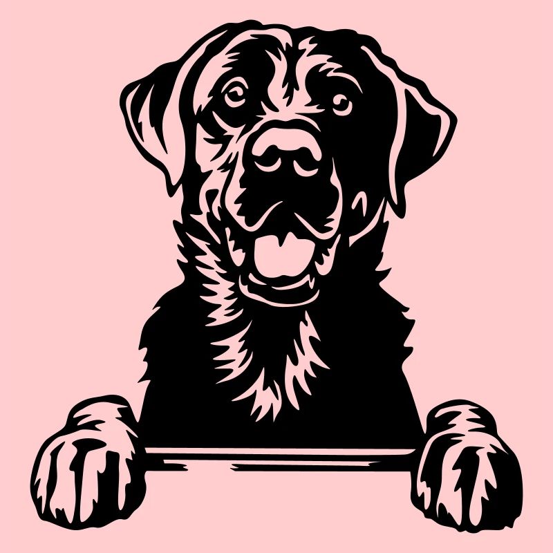 Tête du Labrador
