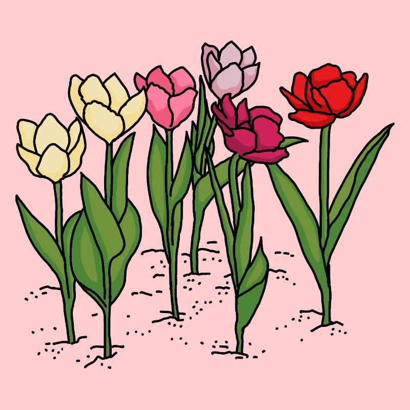 Tulips in spring