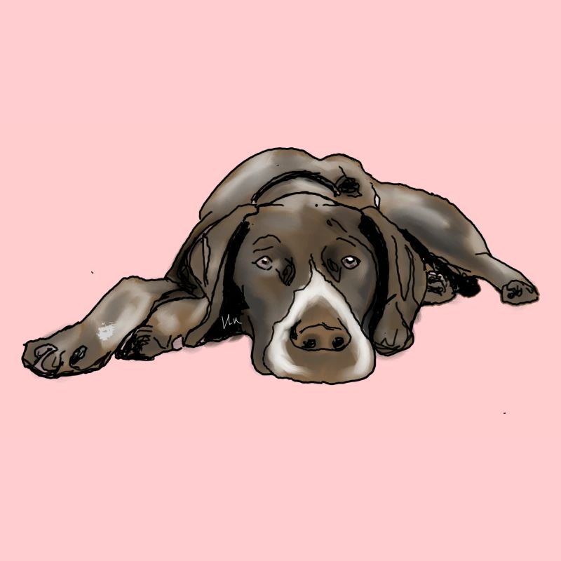 Pointer German Shorthair