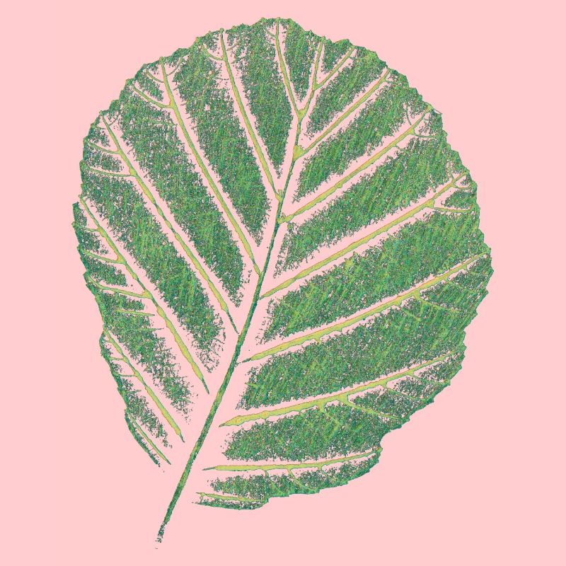 Feuille Erle / Impression d’art originale