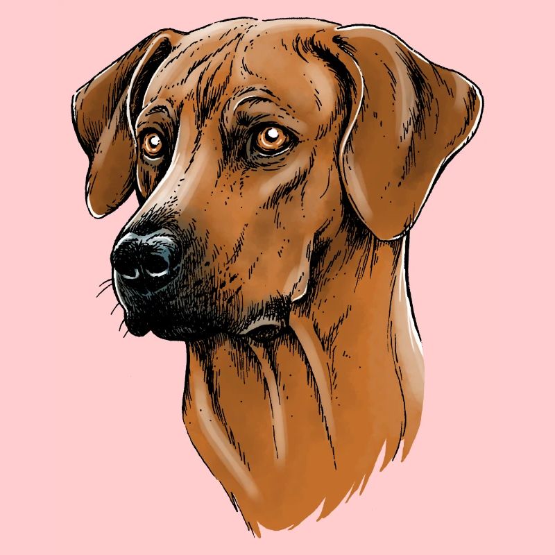 Rhodesian Ridgeback