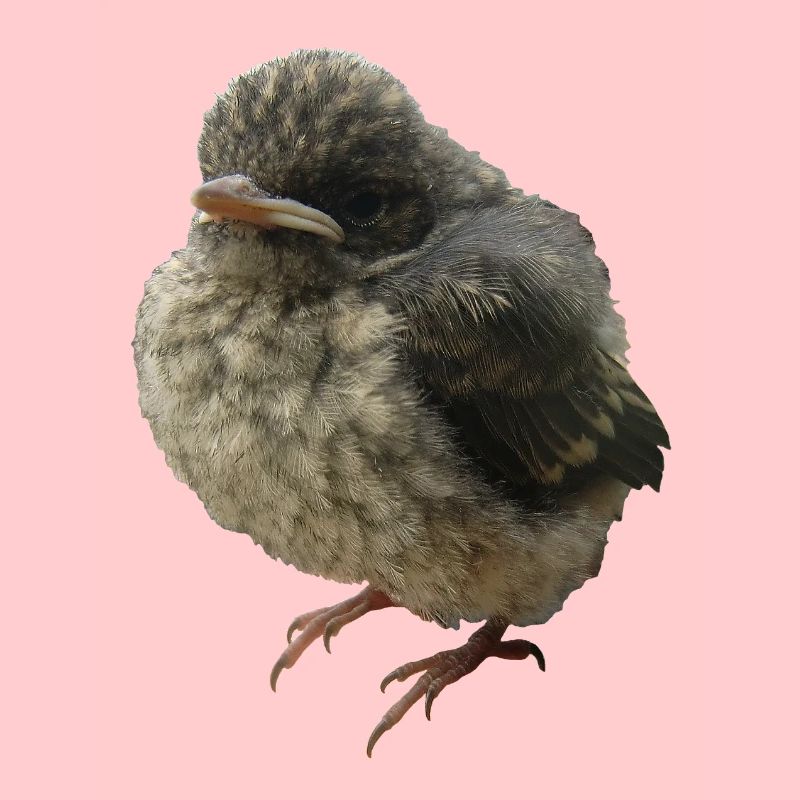 Branche des jeunes oiseaux