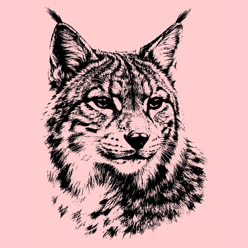 Lynx – graphismes minimalistes d’un chat sauvage