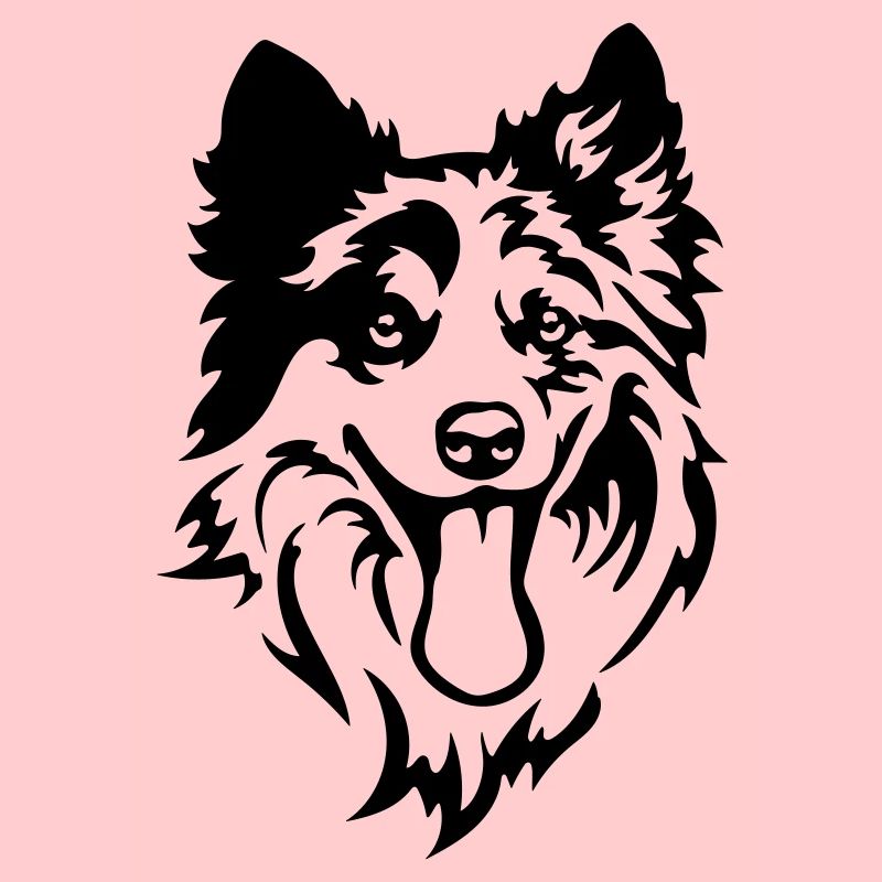 Border Collie Head