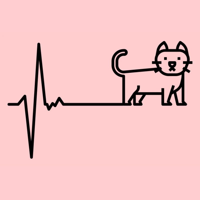 Herzschlag Katze