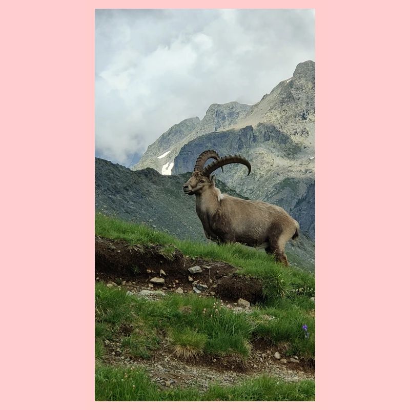 Steinbock