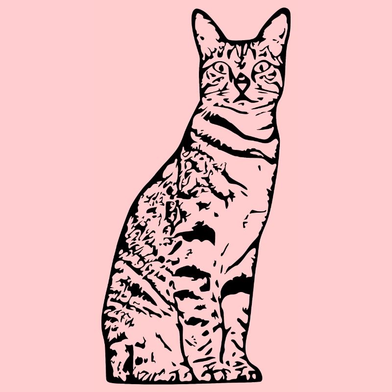 Chat, Chaton, Chat Tigre