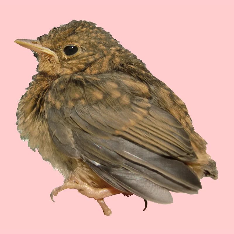 Robin Branch