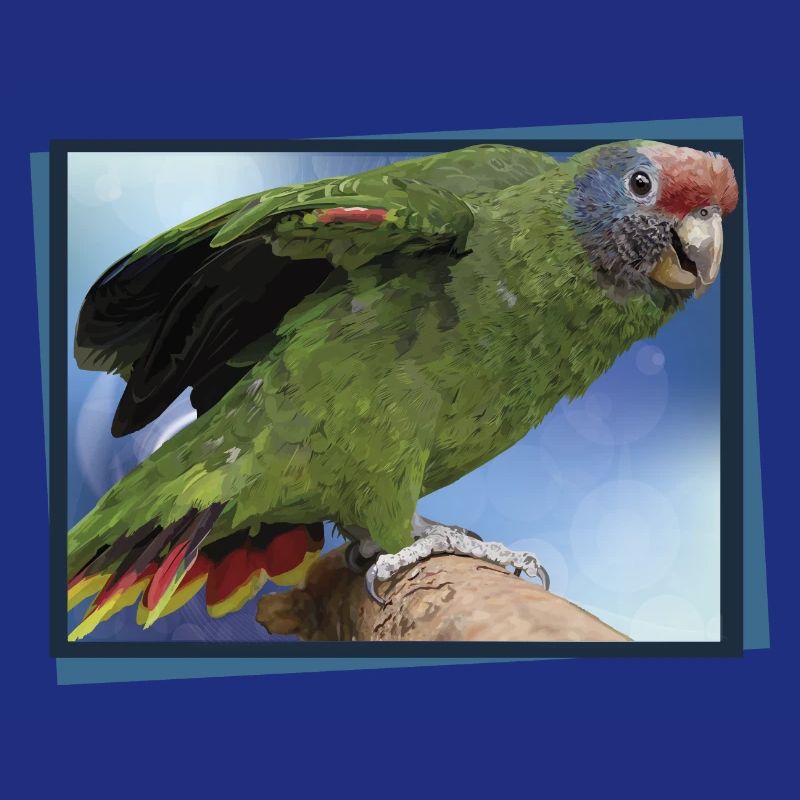 Le perroquet à queue rousse