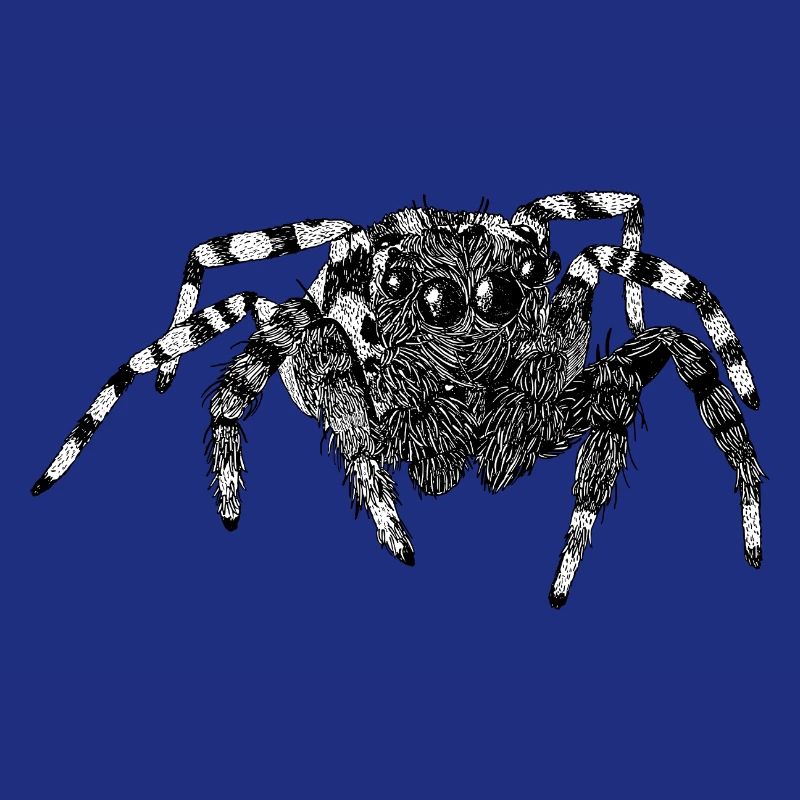 Araignée sauteuse Araignée mignonne Phidippus Arachnide