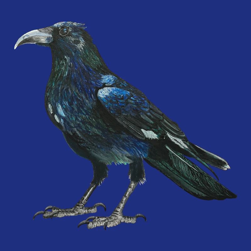 Raven crow with slightly bluish green feathers