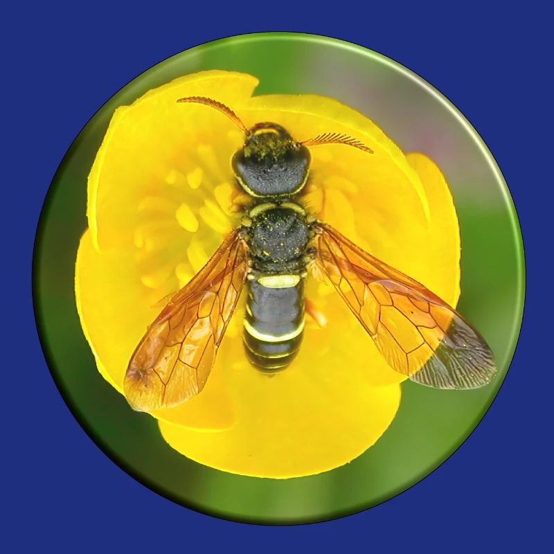 Insect mimicry is a camouflage strategy