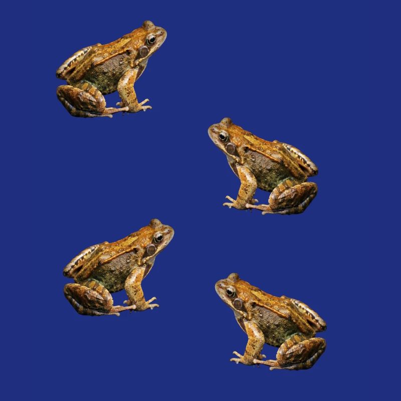 toad