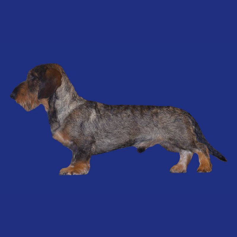 Dackel Rauhaar Dachshund Jagdhund Geschenkidee