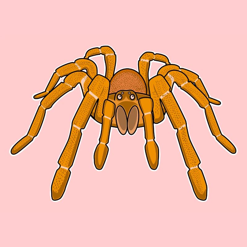 Goliath tarantula spiders terraristics
