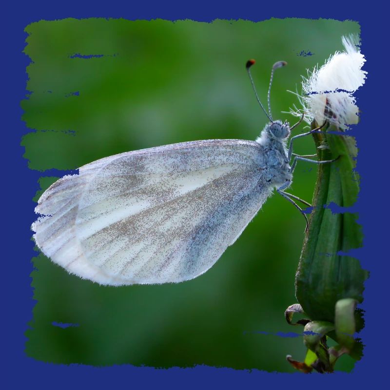 Butterfly resting on a thistle