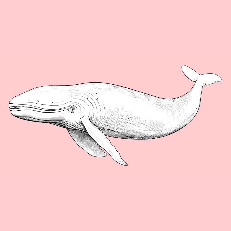 Sperm whale