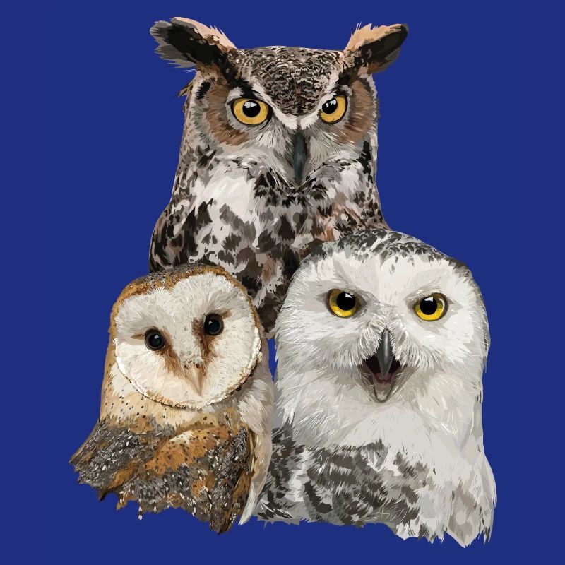 Eulen und Eule