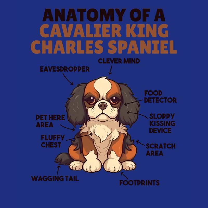Explication du chien Anatomie d’un roi cavalier