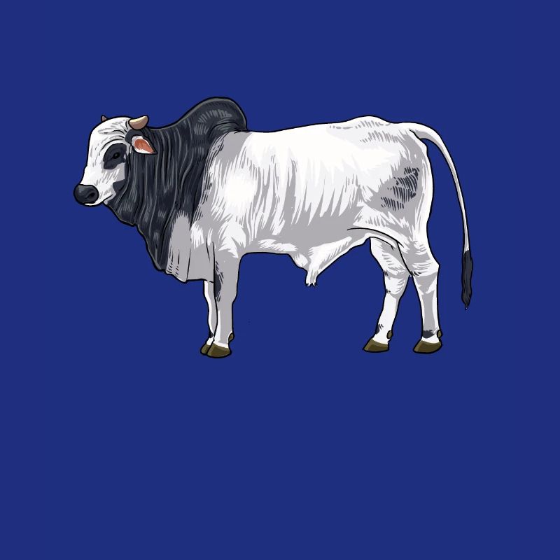 Dessin d’une vache brahmane