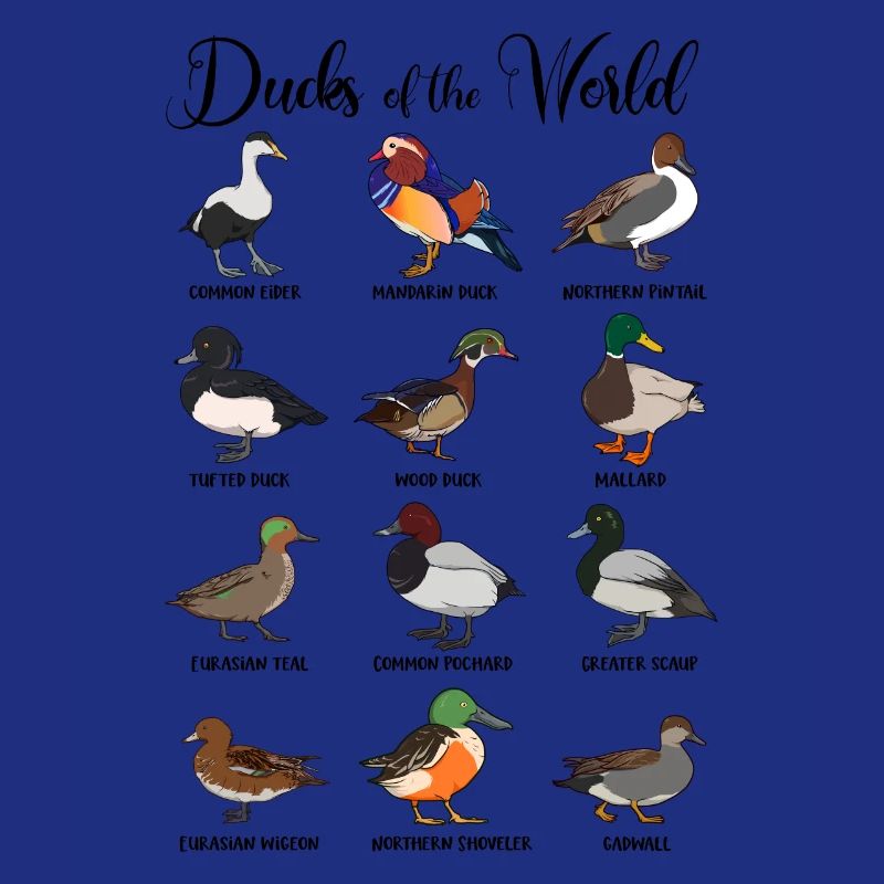 Différents canards - types de canards