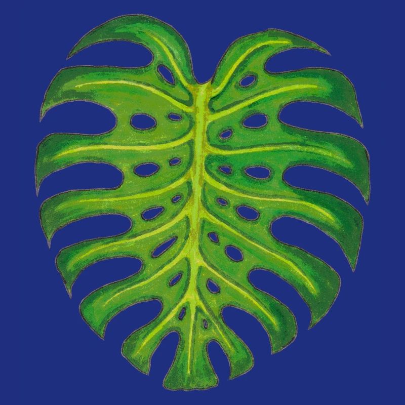 Monstera / Blatt
