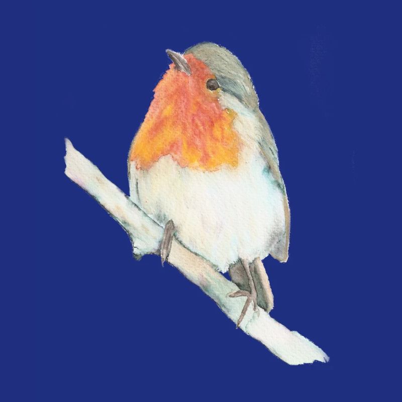 Rotkehlchen