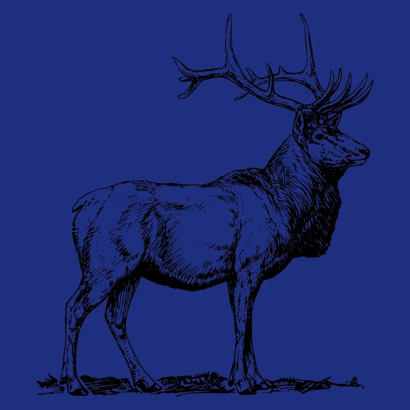 Hirsch