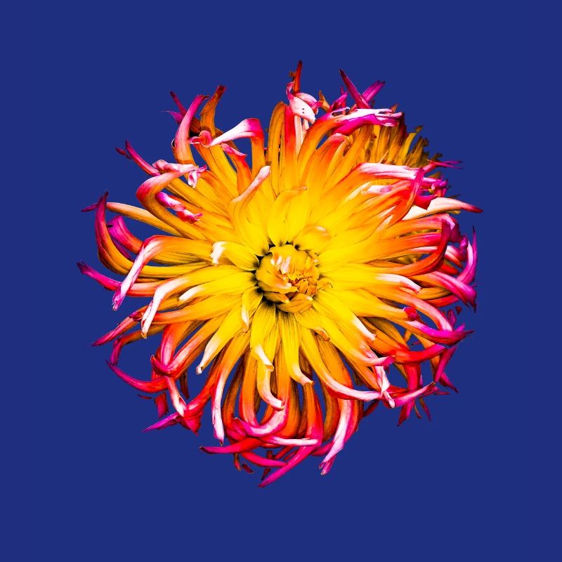 Blume bund
