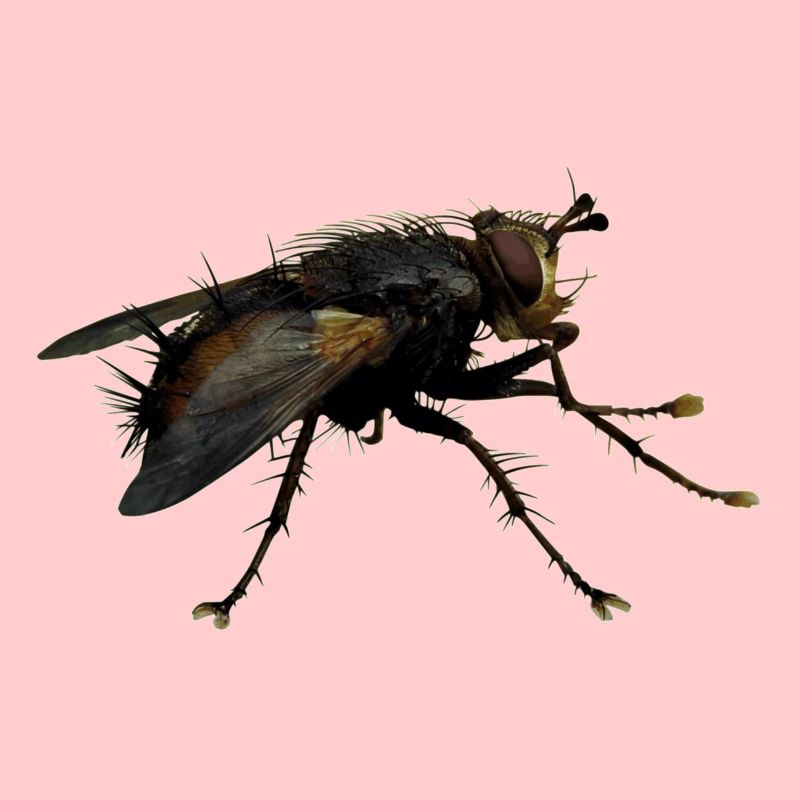 Außerirdisch Alien Wesen, oder nur eine Fliege?