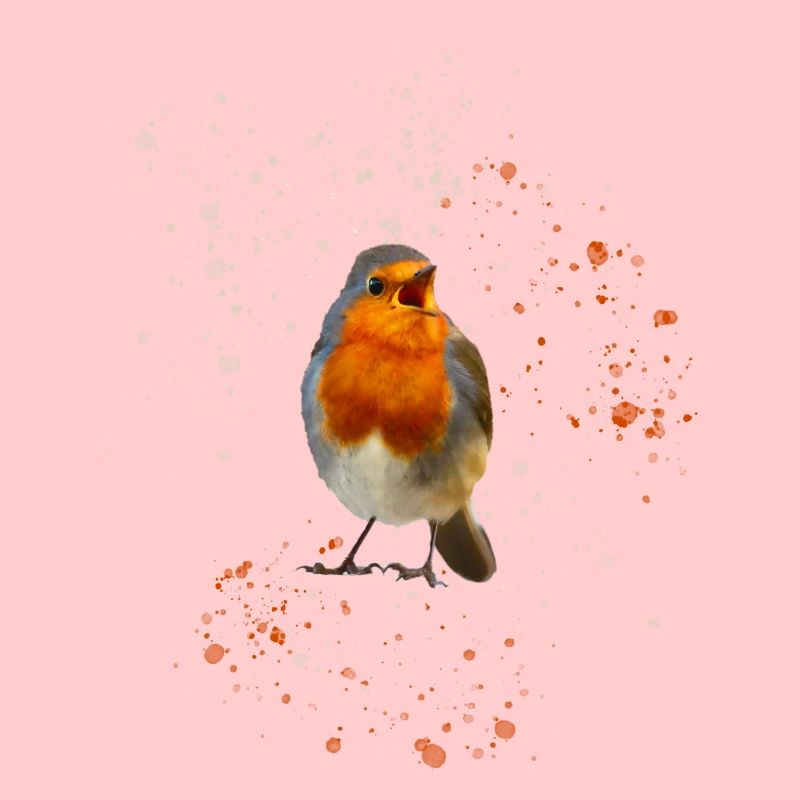 cute chirping robin Robin